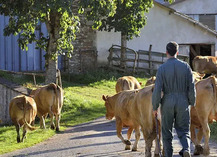 Visite de ferme du veau d'Aveyron et du Ségala - Rodez