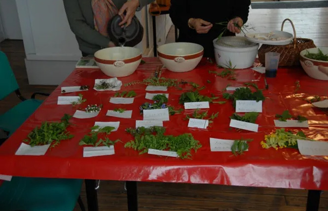 Capucine et Marjolaine- Découverte de la nature et conseillère en santé naturelle 14 - Rodez