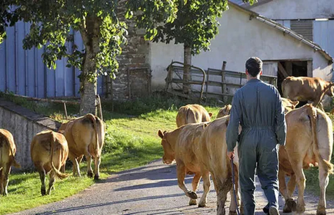Visite de ferme du veau d'Aveyron et du Ségala 1 - Rodez