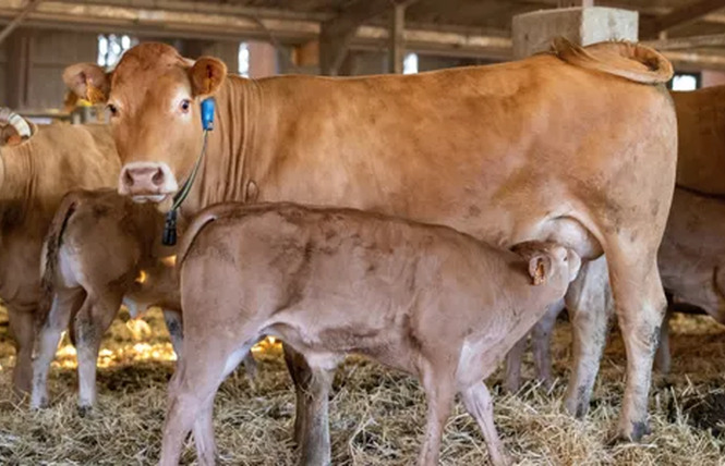Visite de ferme du veau d'Aveyron et du Ségala 2 - Rodez