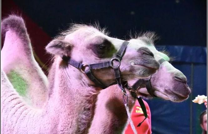 Cirque Rico Zavatta 4 - Rodez