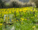 Découverte du Domaine de l'Obre : vignes, cave & dégustation 1 - Druelle Balsac